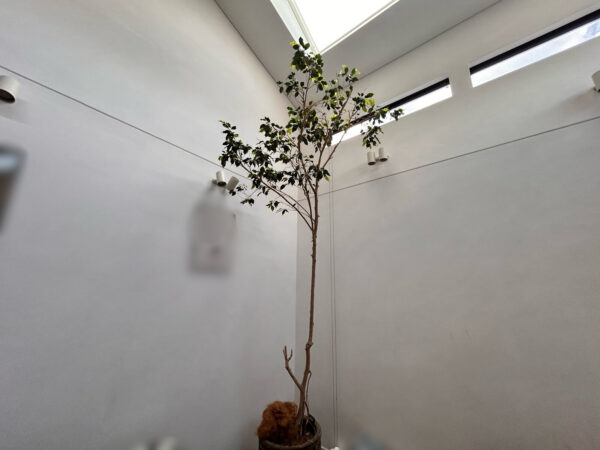 カイガラムシ除去・消毒の作業写真