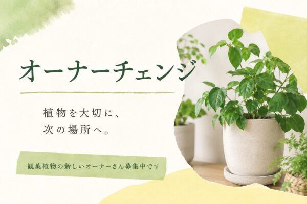 観葉植物のオーナーチェンジ