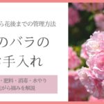 春のバラのお手入れ アイキャッチ