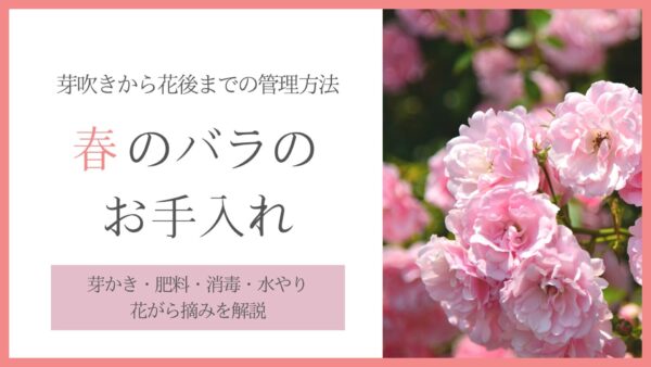 春のバラのお手入れ　アイキャッチ