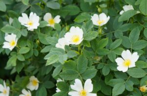 ロサ ヴァージニアナ