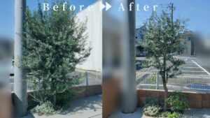 作業前後の写真