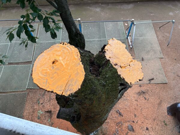 桜の木伐採・枯れ枝除去作業事例写真 癒合剤塗布