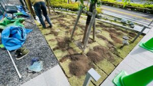 芝生の張り替え（TM9）の施工写真