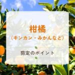 柑橘類の剪定