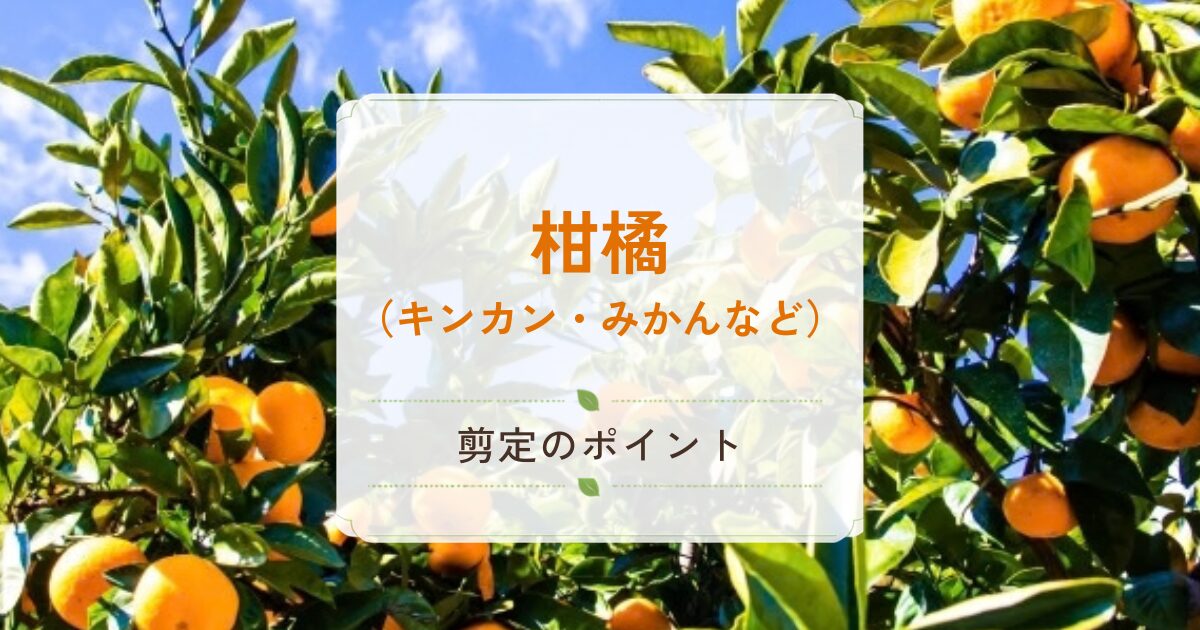 柑橘類の剪定