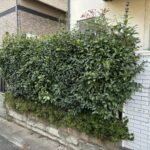剪定・刈込・伐採・抜根・不用品回収・除草の作業写真