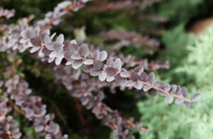 バーベリス（メギ）