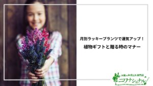 アイキャッチ_ラッキープランツ