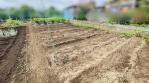 畑の整理の作業写真