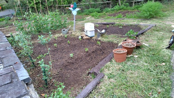 畑の耕運・野菜の植え付けの作業写真