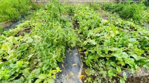 畑の整理の作業写真