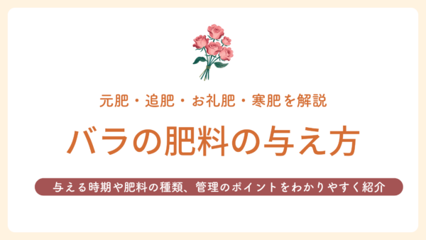 バラの肥料の与え方 アイキャッチ