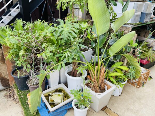 素敵な観葉植物をお譲りしています（無料） | お庭の専門店ニワ