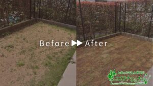 天然芝張り替え作業のアイキャッチ