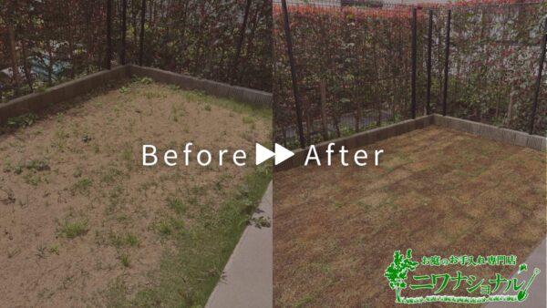 【施工事例】天然芝生の張り替え/埼玉県八潮市【写真・費用あり】