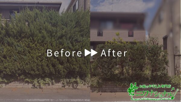 【施工事例】カイヅカイブキ伐採、キンカン高さ下げ剪定、切り置き枝回収処分 / 埼玉県上尾市【写真・費用あり】　