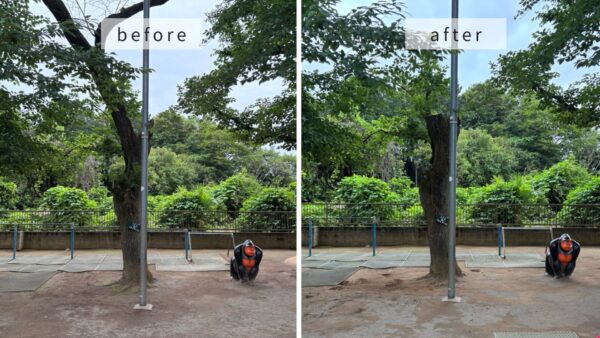 桜の木伐採・枯れ枝除去作業事例 アイキャッチ
