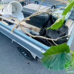 観葉植物の引き取り