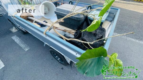 観葉植物の引き取り