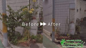 花壇花植え、バラ剪定の作業事例アイキャッチ