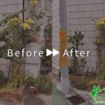 ブーゲンビリア軽剪定・支柱立て・施肥作業アイキャッチ