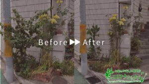 ブーゲンビリア軽剪定・支柱立て・施肥作業アイキャッチ