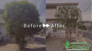 剪定・抜根・植樹の作業事例アイキャッチ