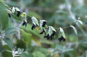 ディスカラーセージ（サルビア・ディスカラー）