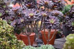 アエオニウム「ズワルトコップ」