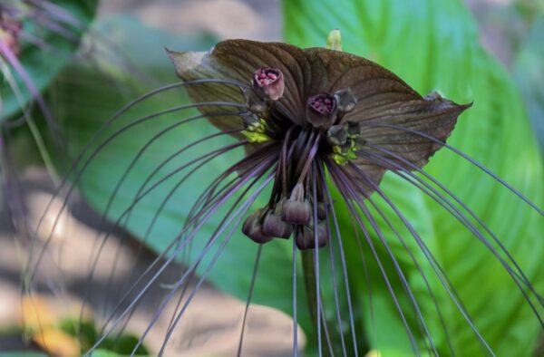 クロバナタシロイモ(ブラック・バット・フラワー)