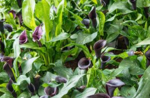 カラーリリー「カントール」