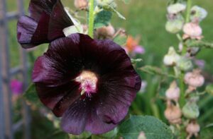 タチアオイ「ニグラ」