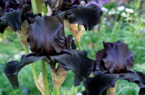 アヤメ「ブラック・アイリス」