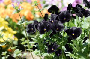 ビオラ「バック・トゥ・ブラック」