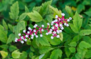 アクタエア・パキポダ（ドールズ・アイ）