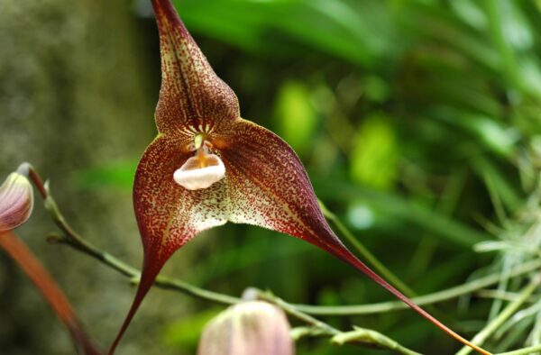 ドラキュラ(ドラキュラ・オーキッド)