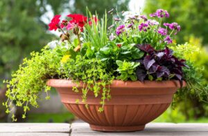 大型植木鉢の寄せ植え