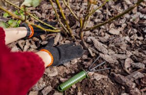 海外の冬支度方法：マルチング