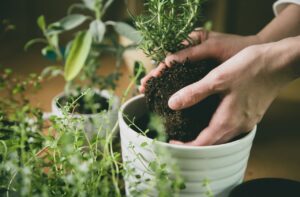 ハーブ　植え替え