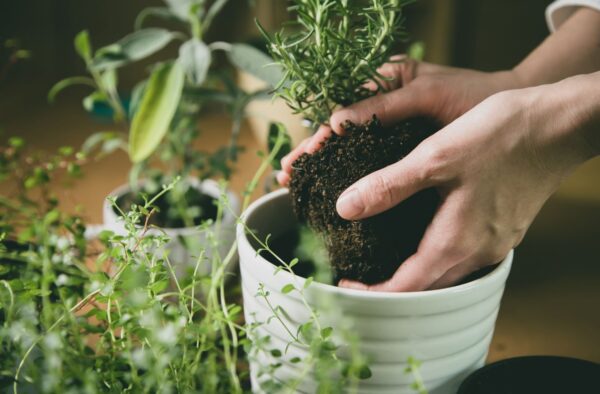 ハーブ 植え替え