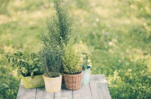 ハーブの植木鉢