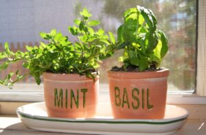 窓際のハーブの鉢植え