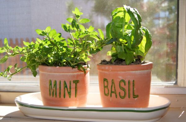 窓際のハーブの鉢植え