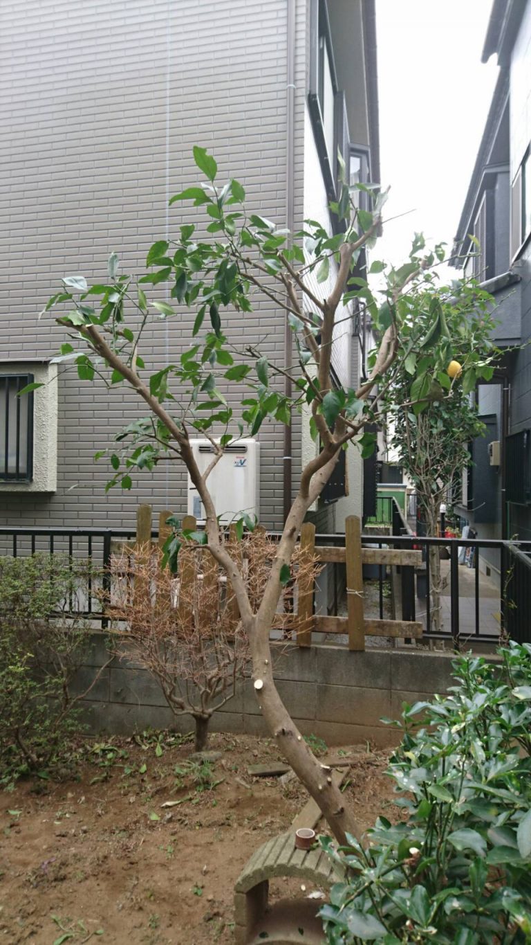 実のなる木の剪定は お庭の専門店ニワナショナル 東京 埼玉