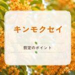 キンモクセイの剪定のポイント