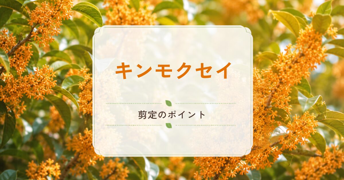 キンモクセイの剪定のポイント