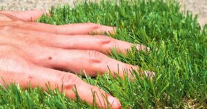 人工芝見本写真