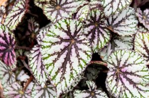 レックス・ベゴニア（ペインテッドリーフ・ベゴニア）