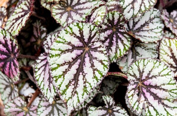 レックス・ベゴニア(ペインテッドリーフ・ベゴニア)